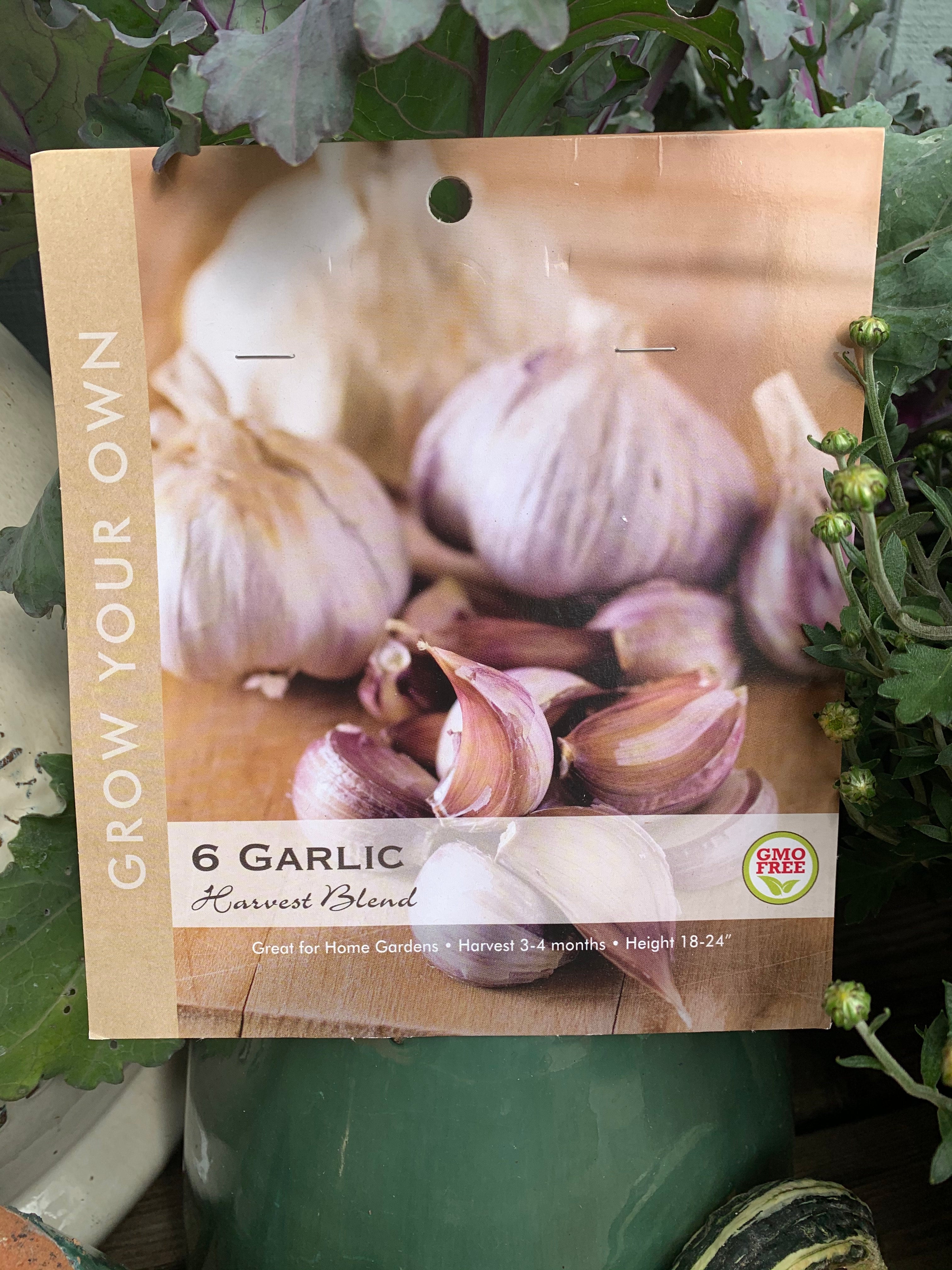 Garlic Bulbs- Harvest Blend