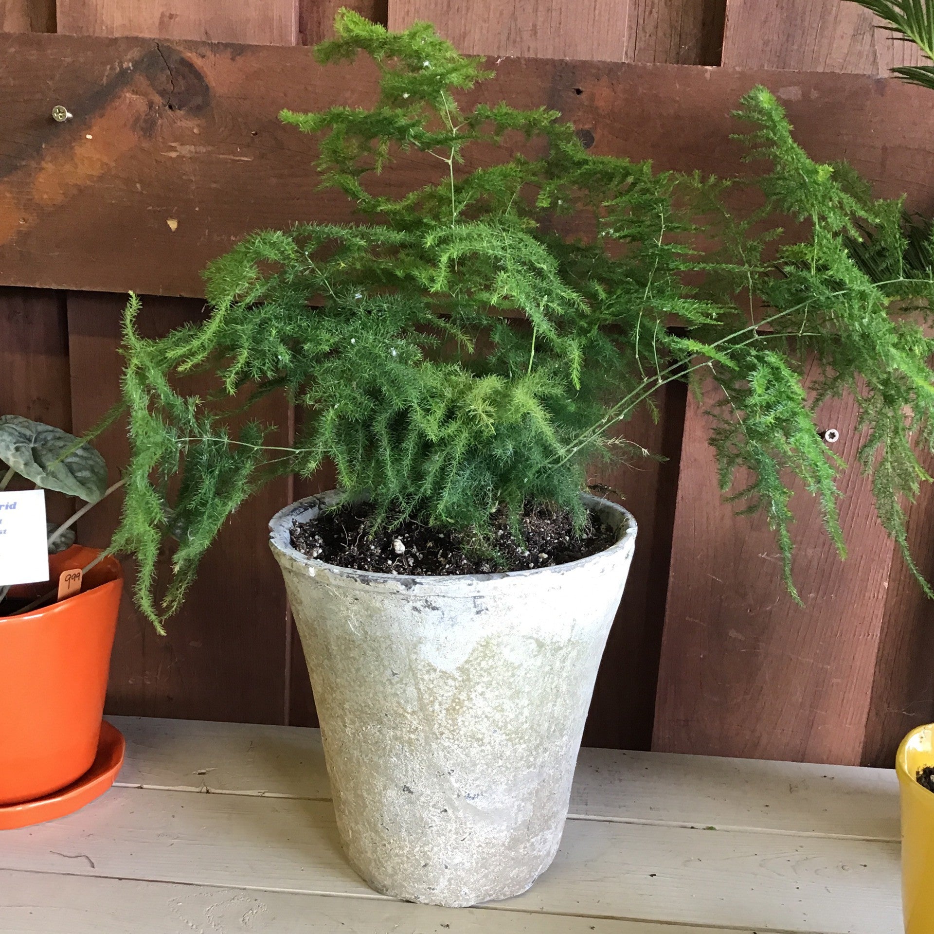 Asparagus Fern In Pot