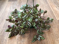 Tradescantia Wandering Jew Hb