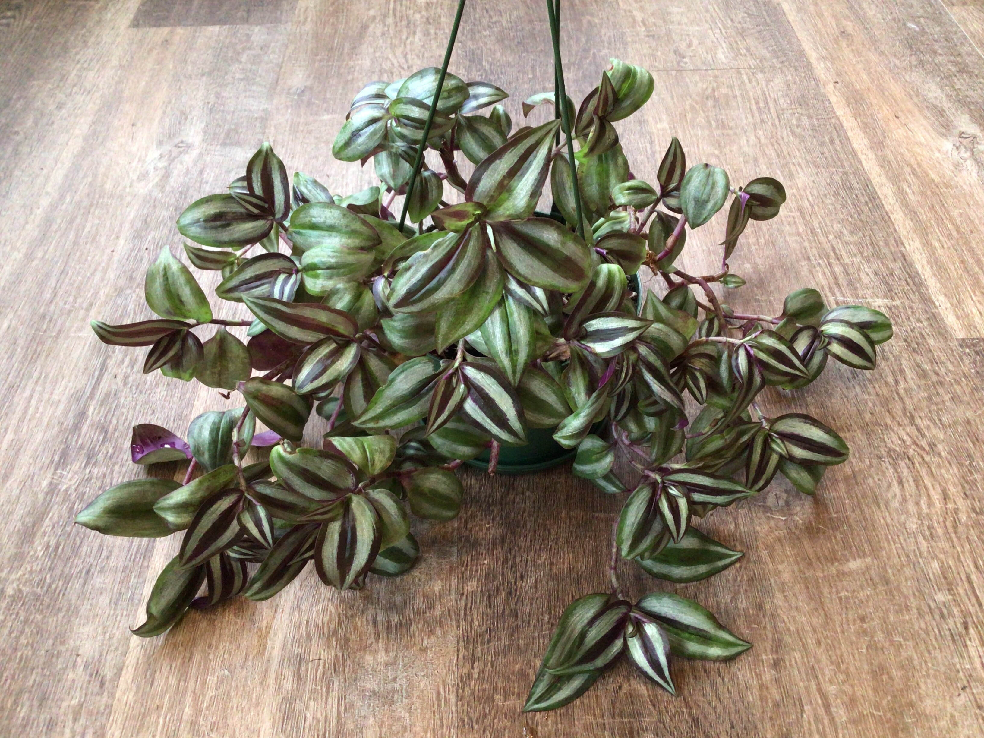Tradescantia Wandering Jew Hb