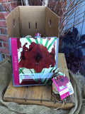 Amaryllis Individual Bulbs - Red Lion