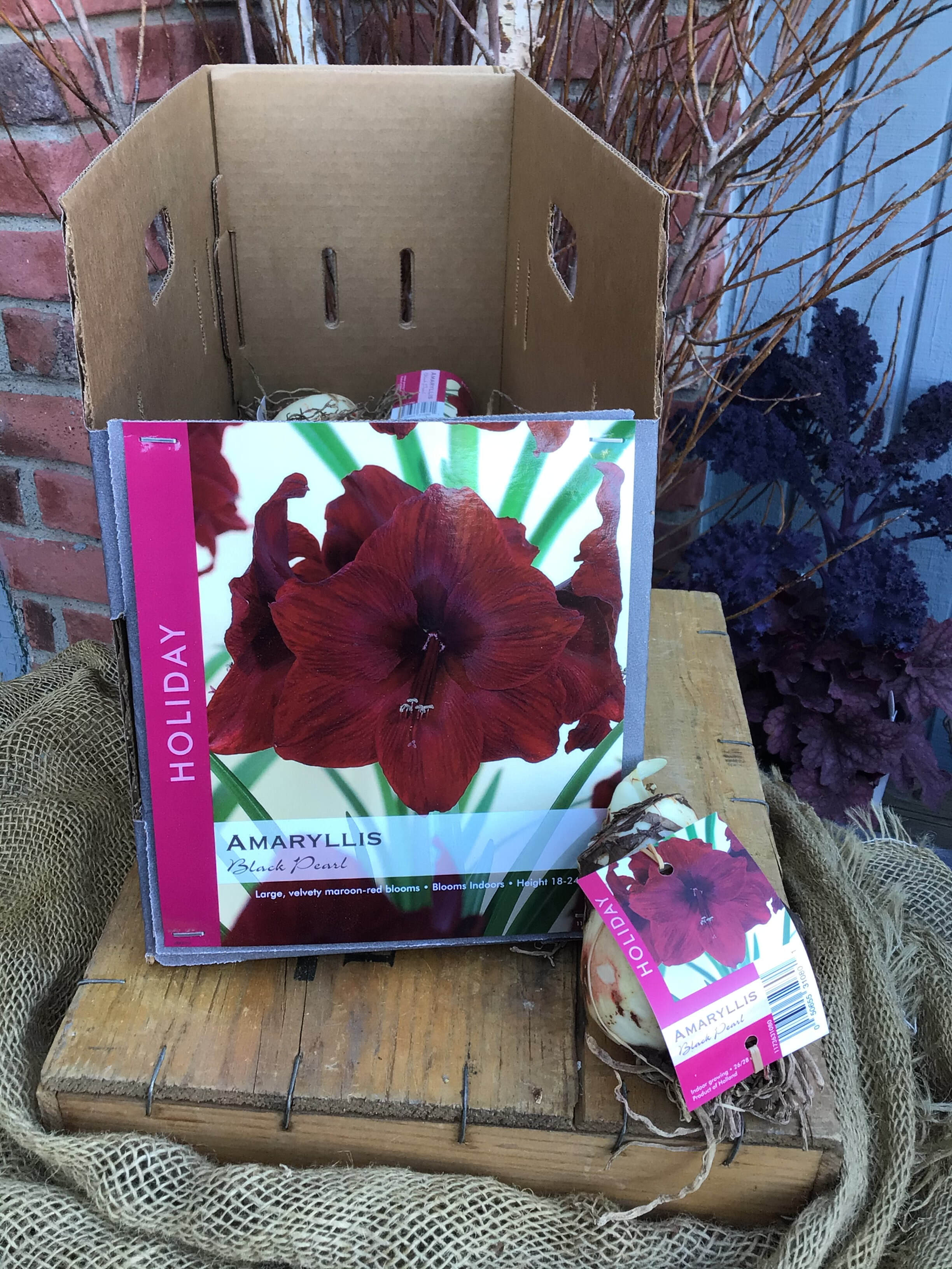 Amaryllis Individual Bulbs - Santiago