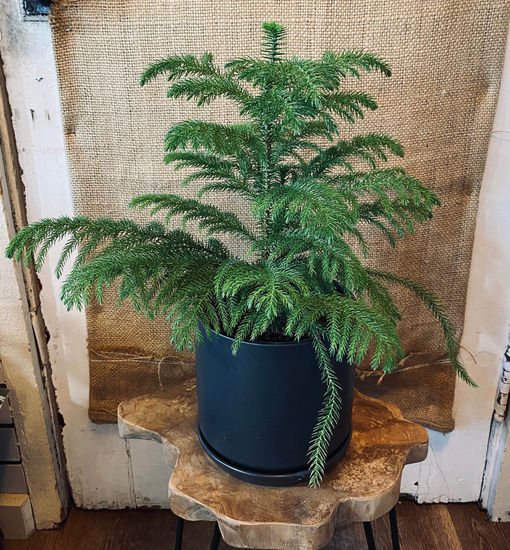 Norfolk Island Pine - 4"