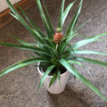 Pineapple Plant