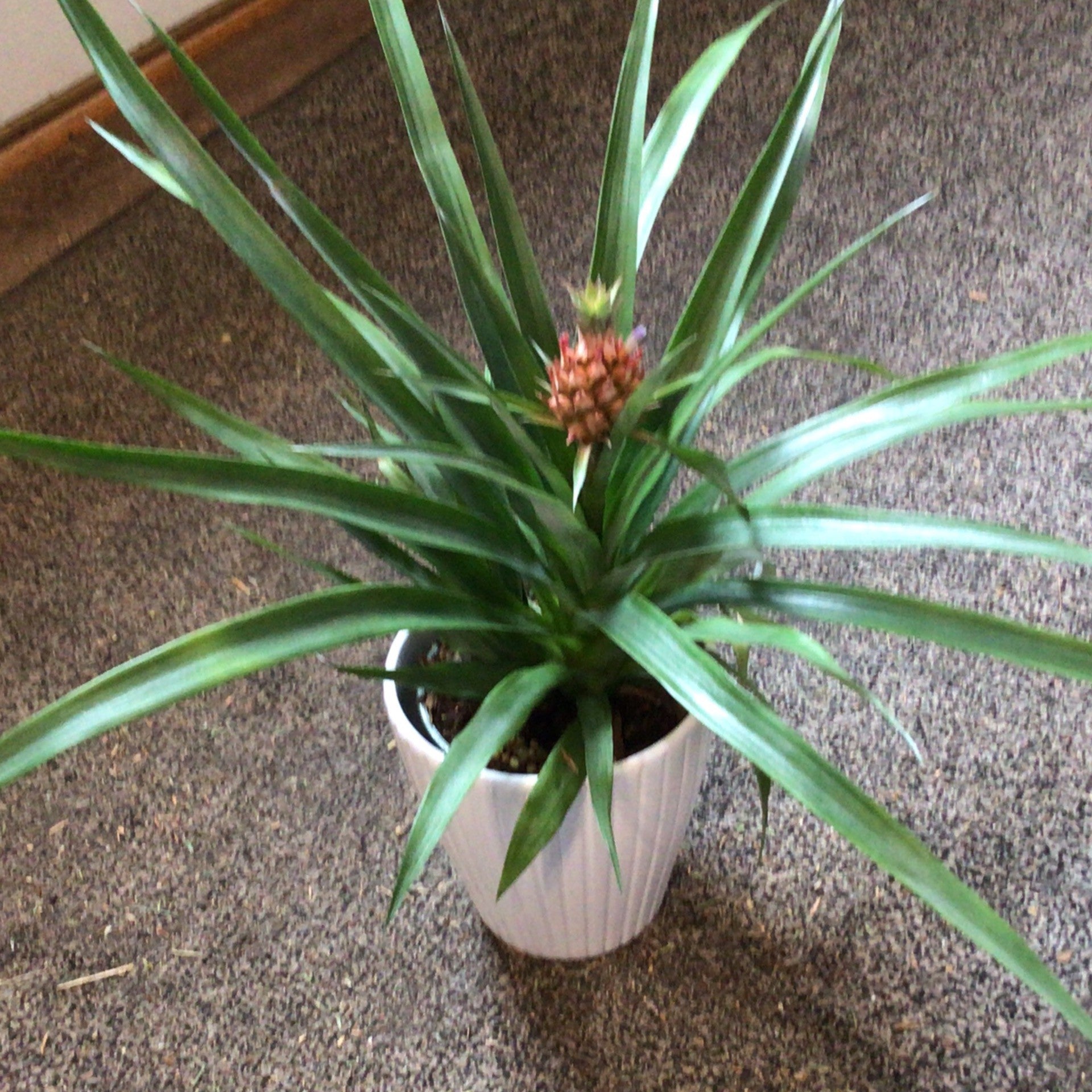 Pineapple Plant