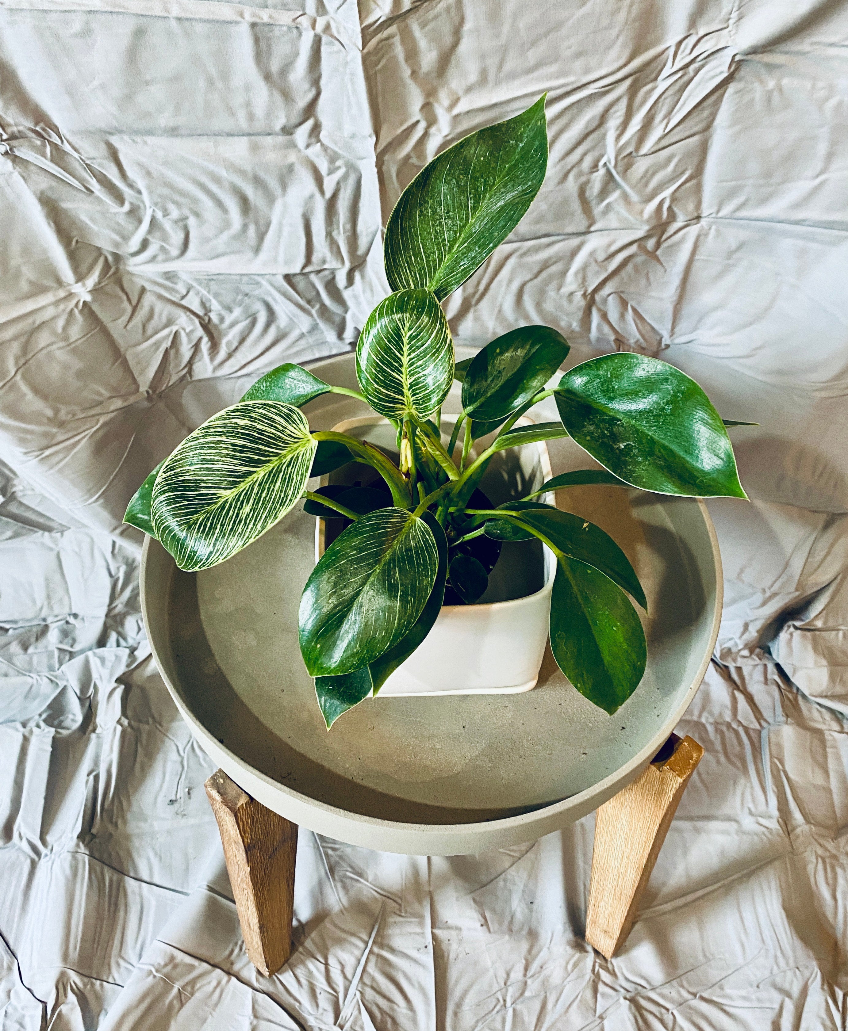 Philodendron 'Birkin'