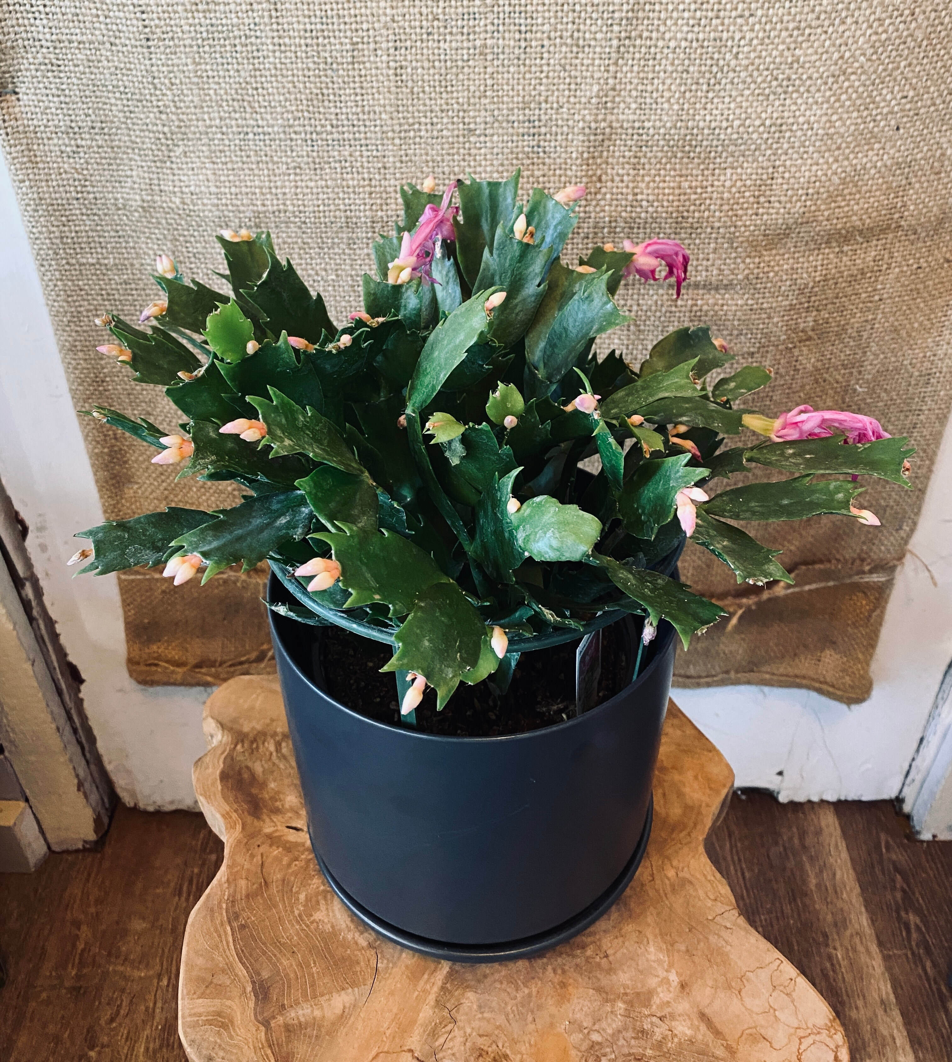 Christmas Cactus - 4”