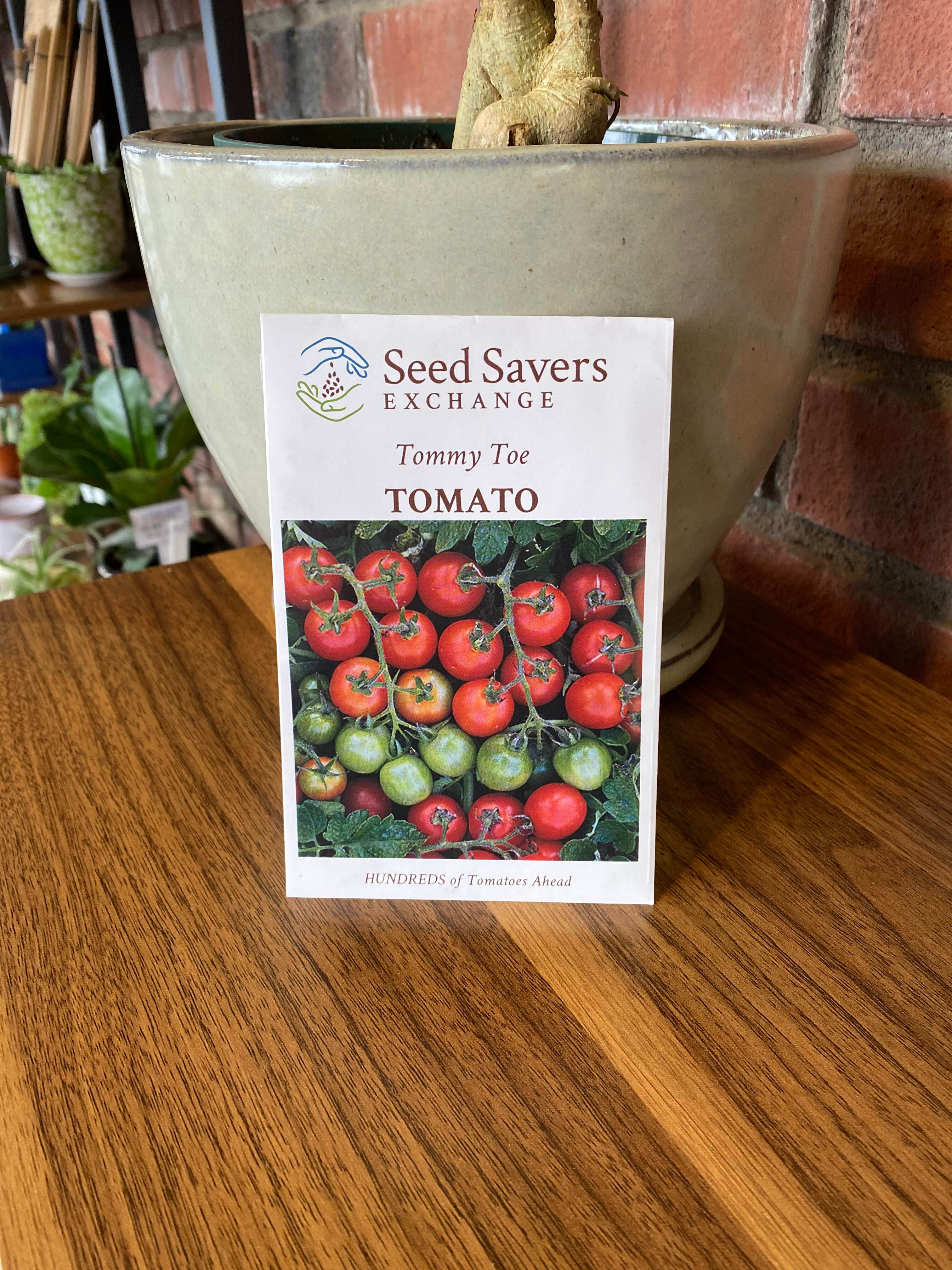 Tomato Tommy Toe