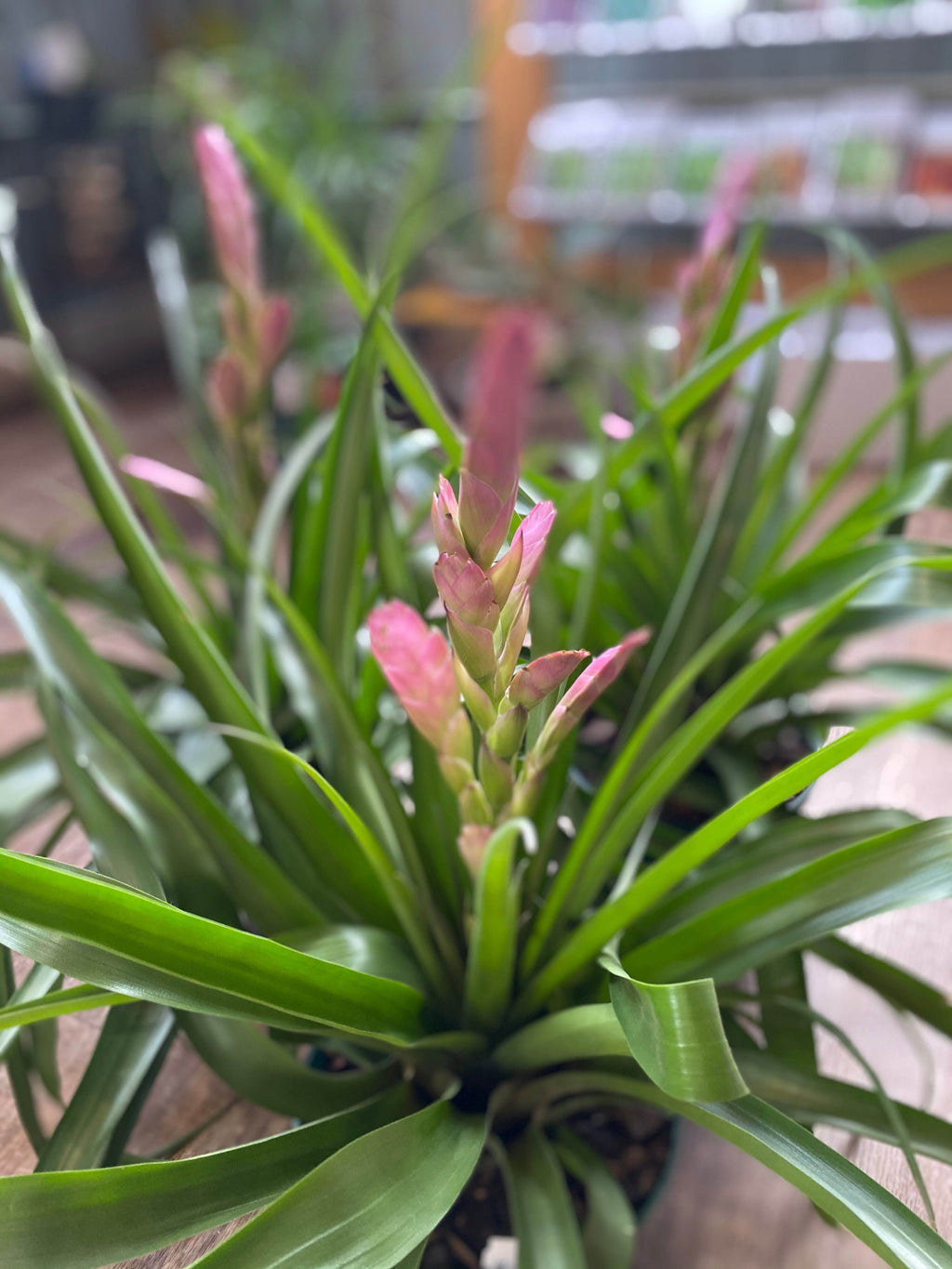 Tillandsia