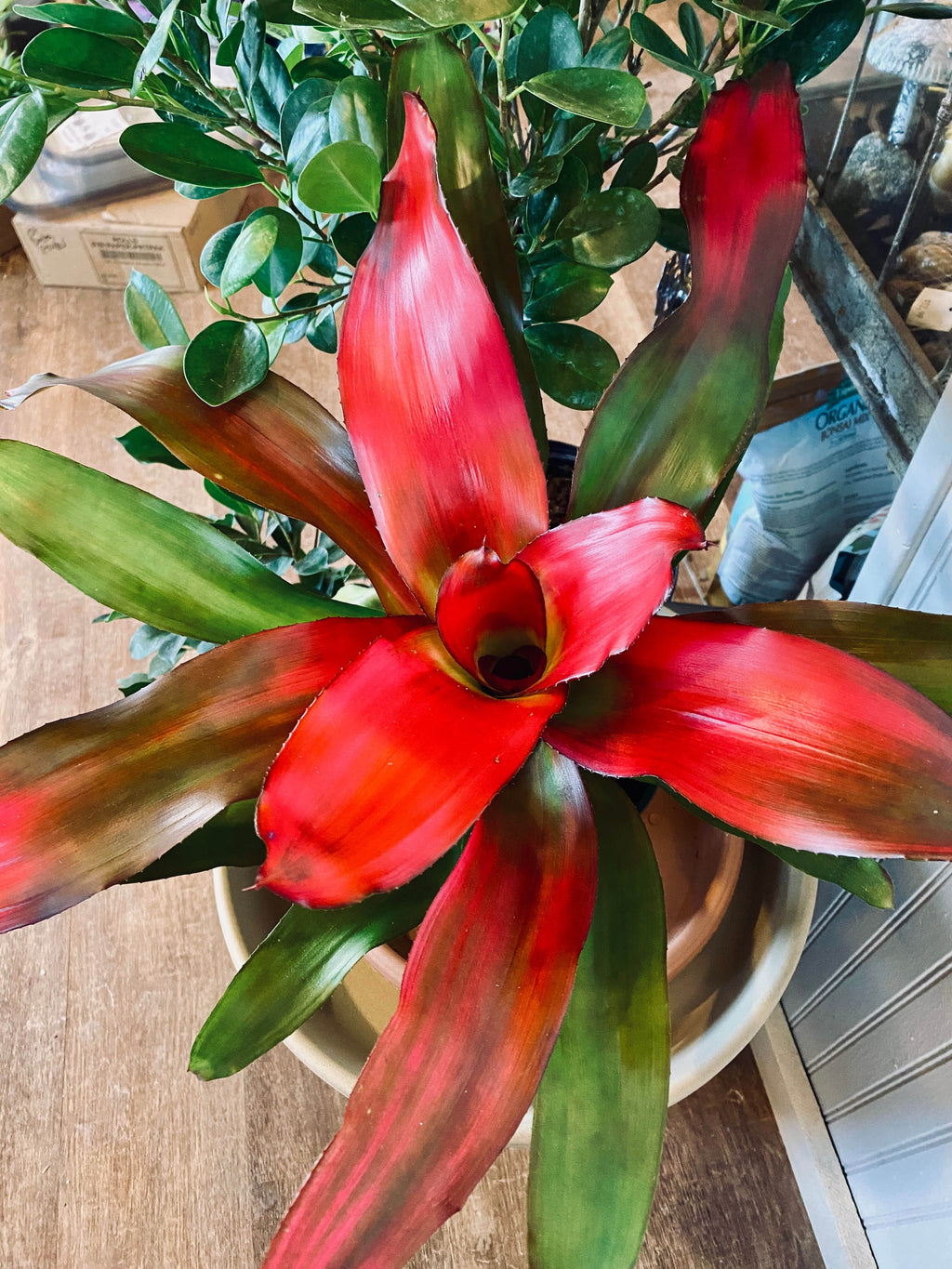 Bromeliad/Cryptanthus - 6" Guzmania Pink