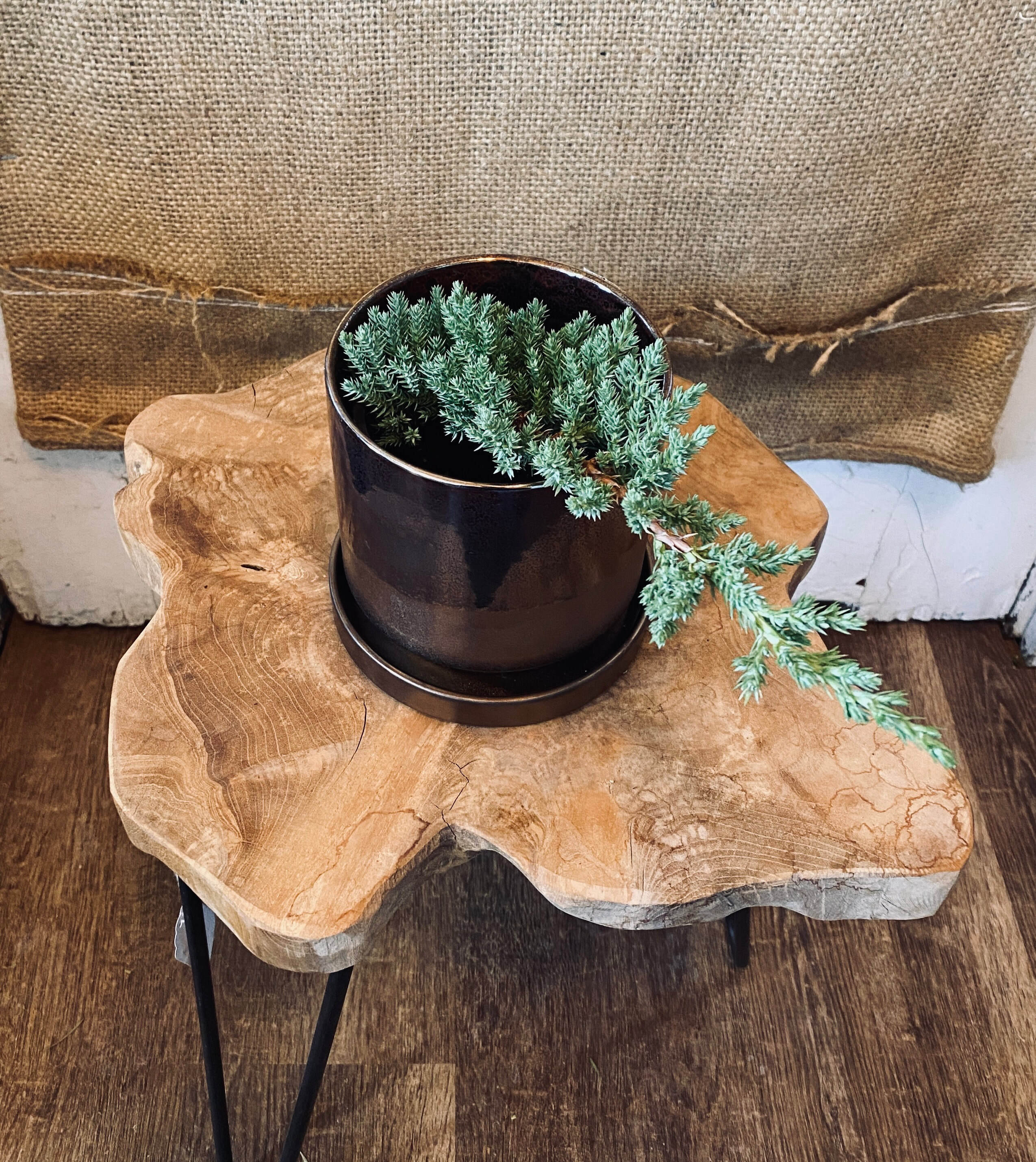 Pre-Bonsai 4”