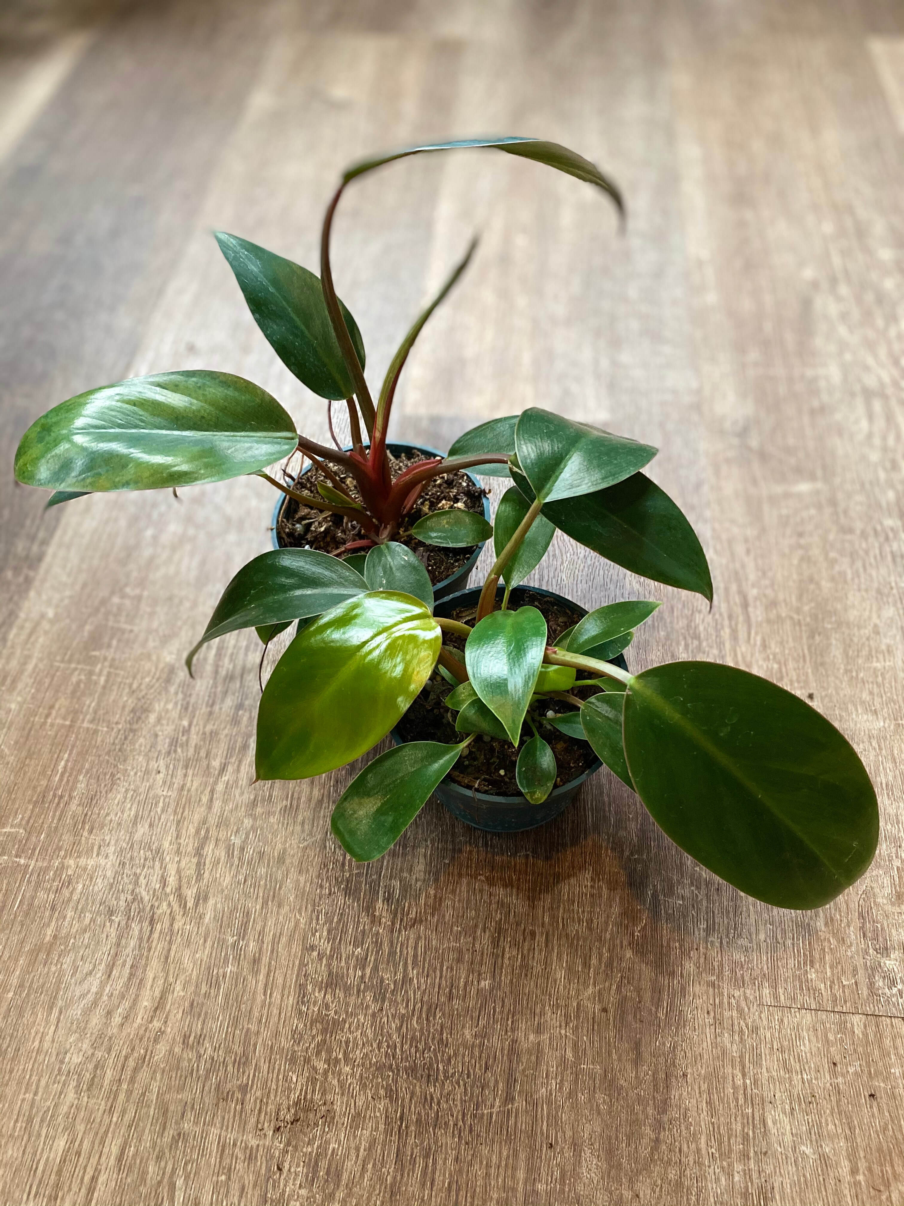 Philodendron Red Cardinal