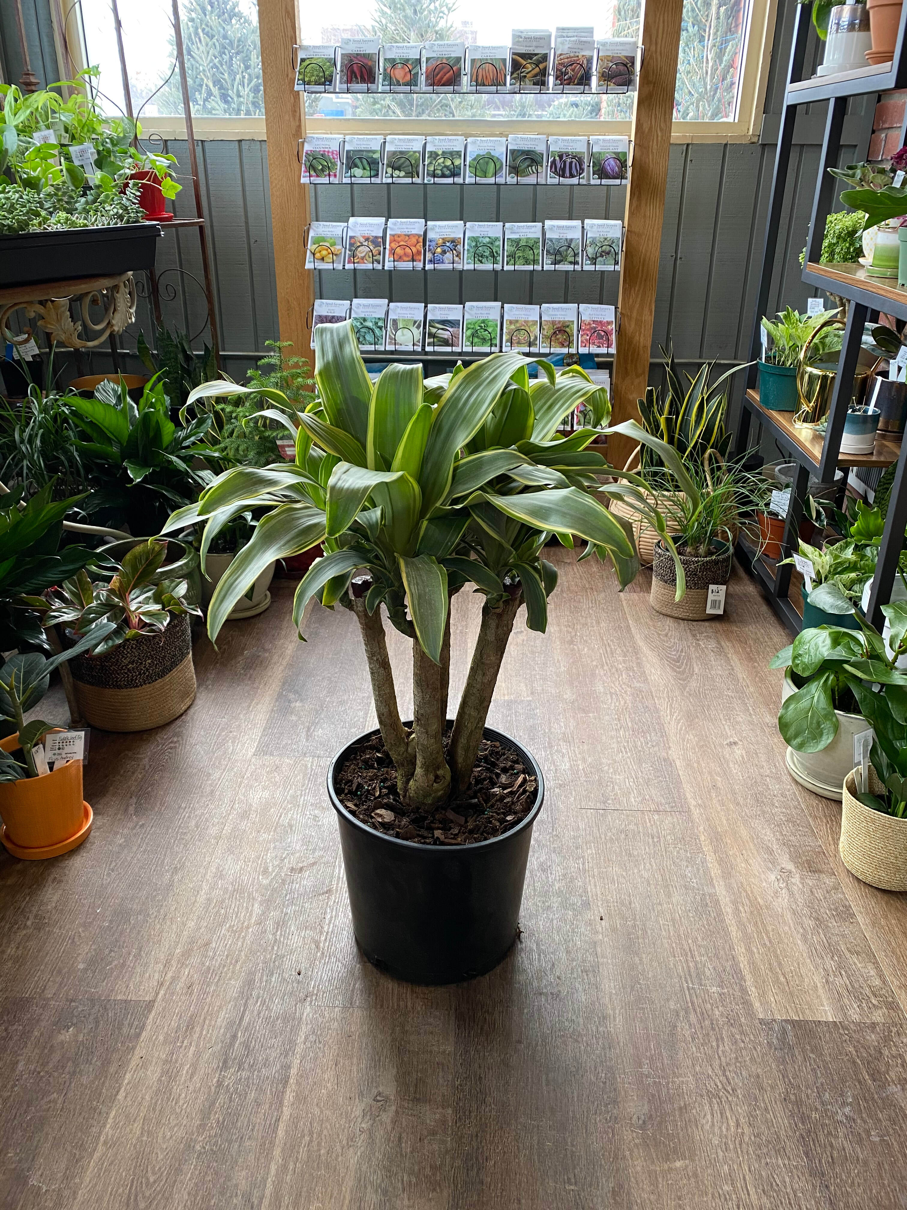 Dracaena Rikki - Carmen Art 8"