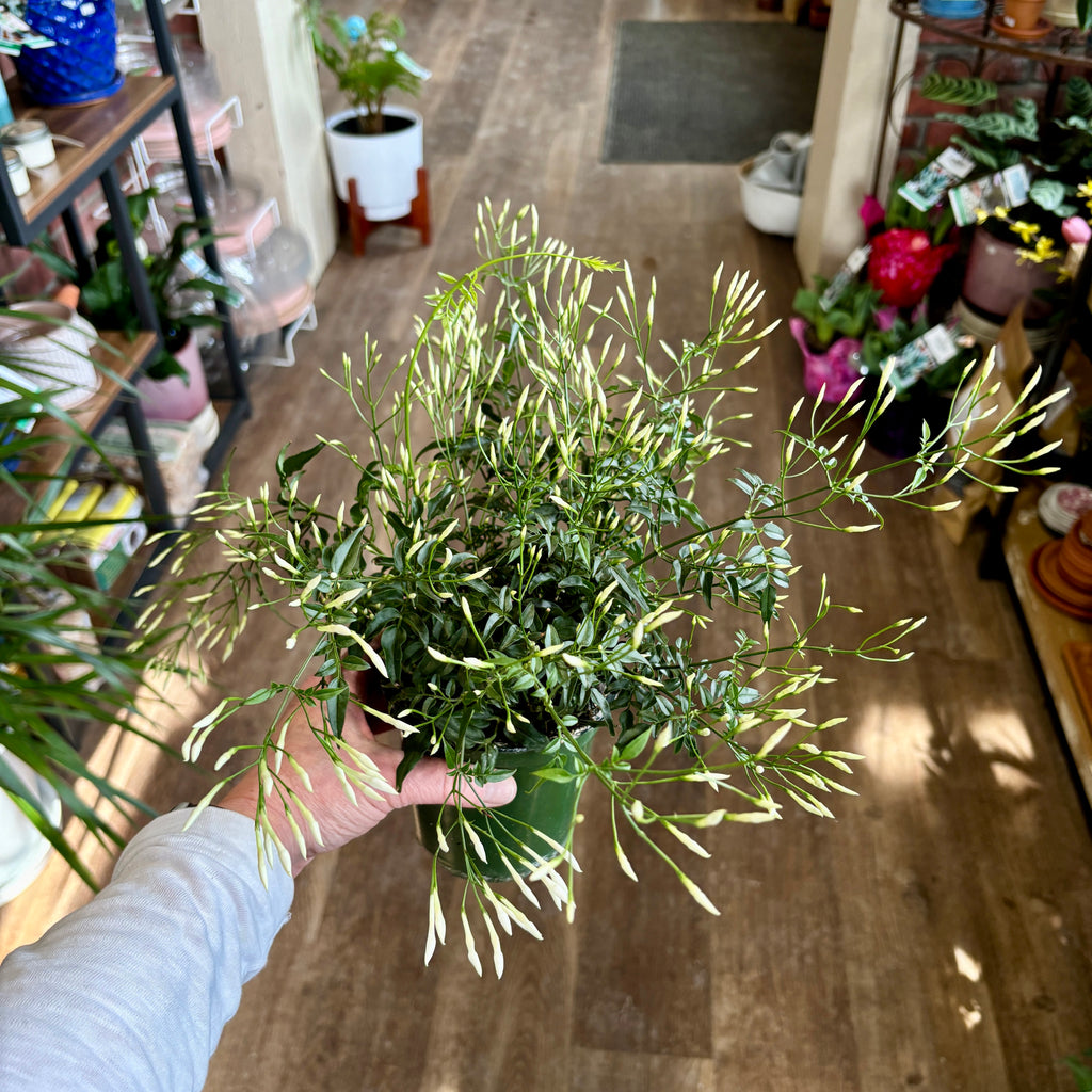 Jasmine Polyanthum/White Jasmine - 4"
