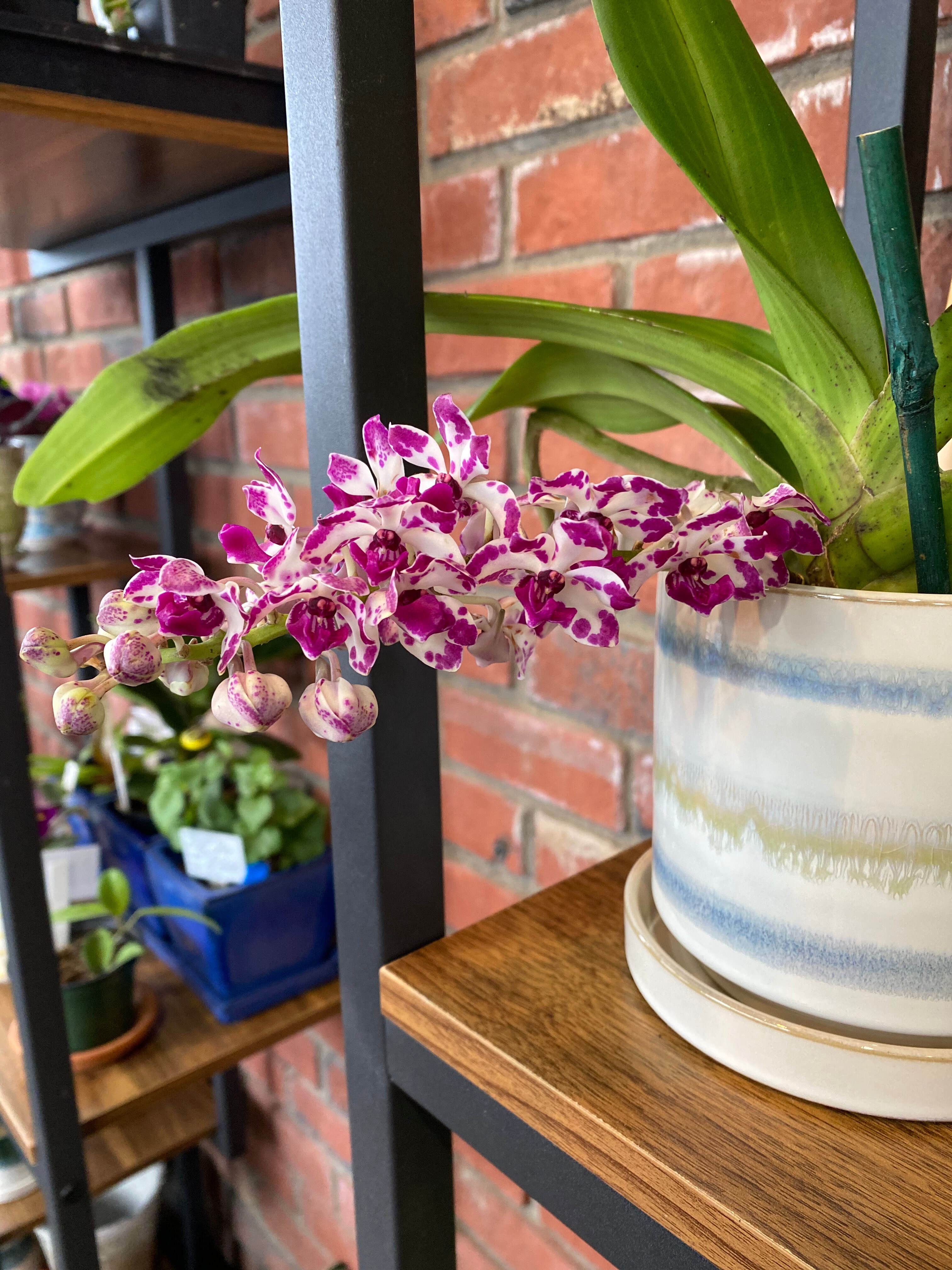 Orchid Rhynchostlis - Fox Tail Orchid
