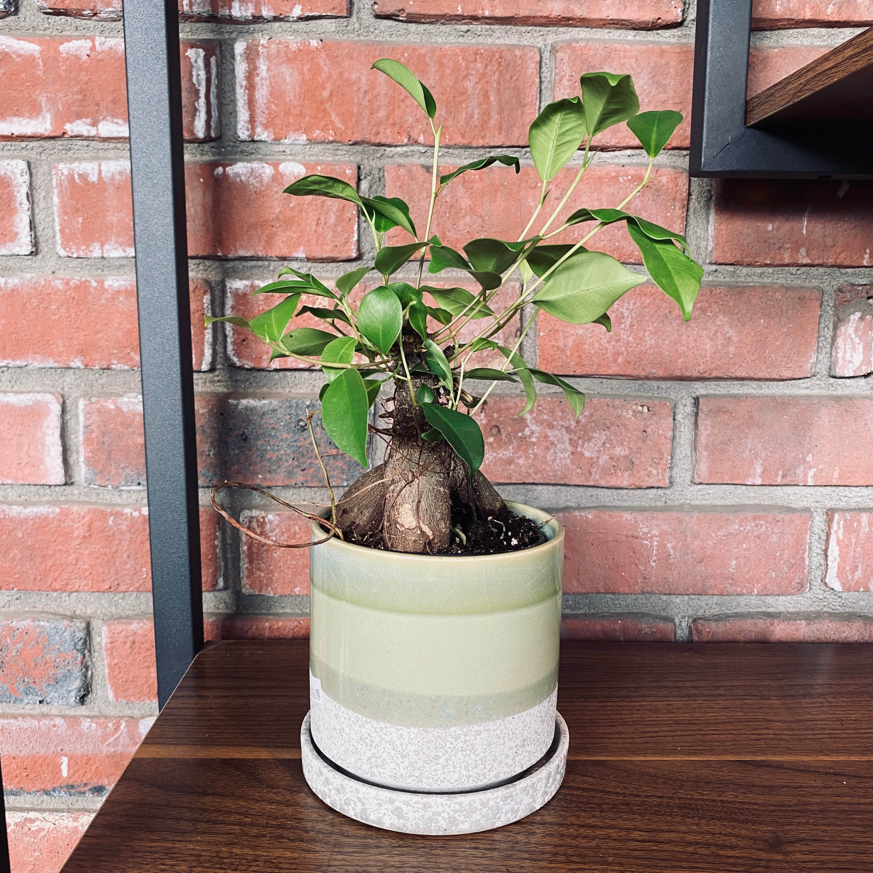 Ficus Ginseng Bonsai - 6" Ginseng