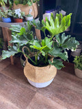 Yaya Basket