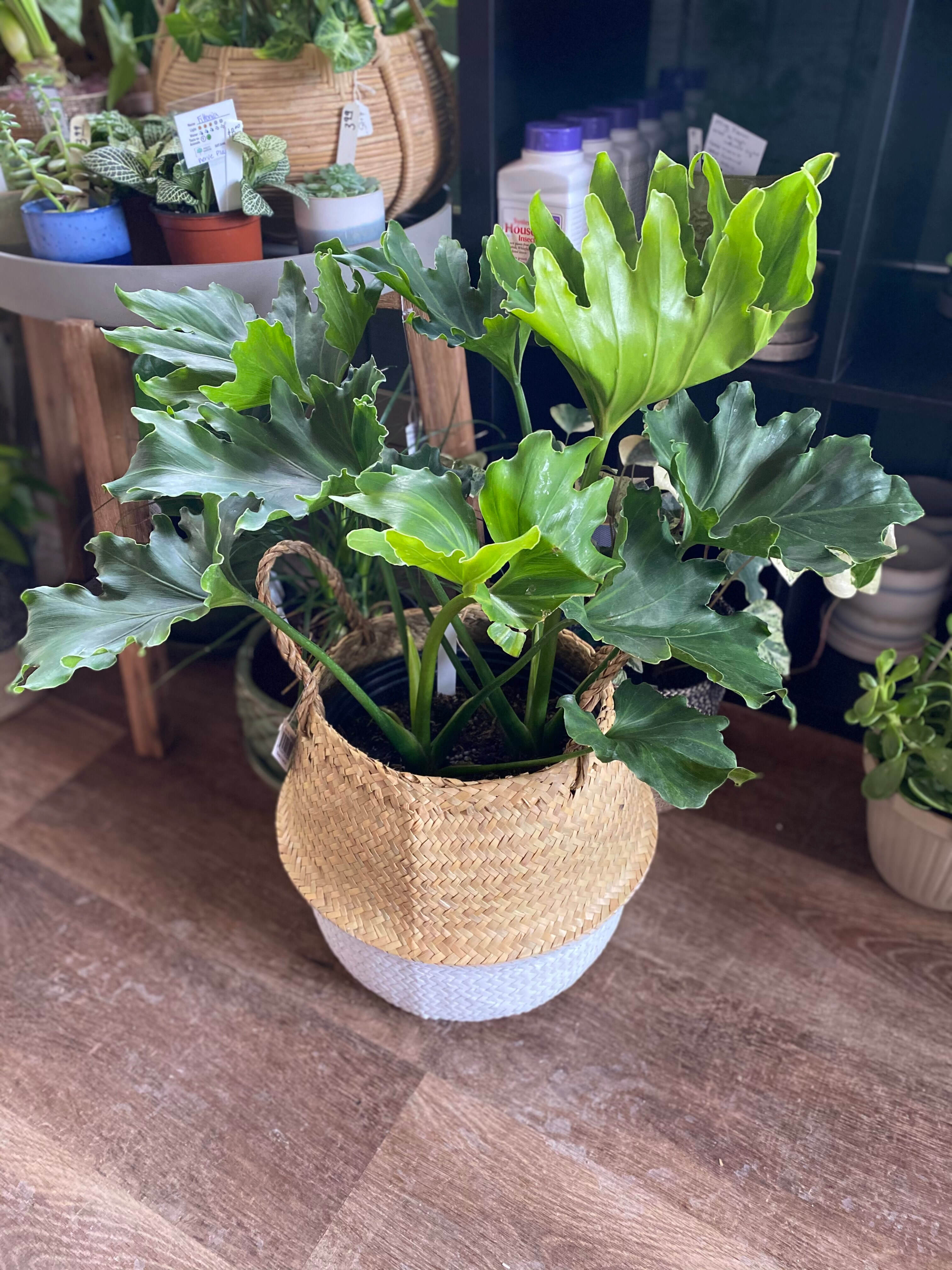 Yaya Basket