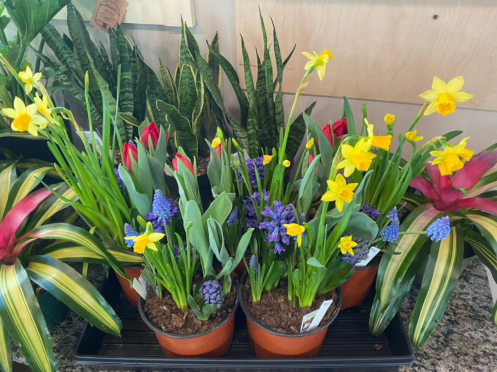 Bulb Gardens 6"