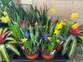 Bulb Gardens 6" - Mixed Bulbs - 6"