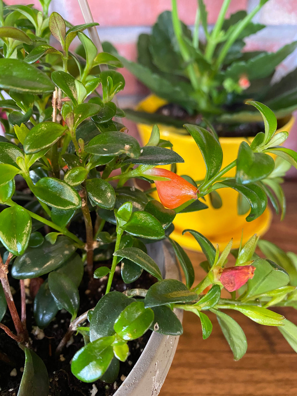 Goldfish Plant - 6" HB