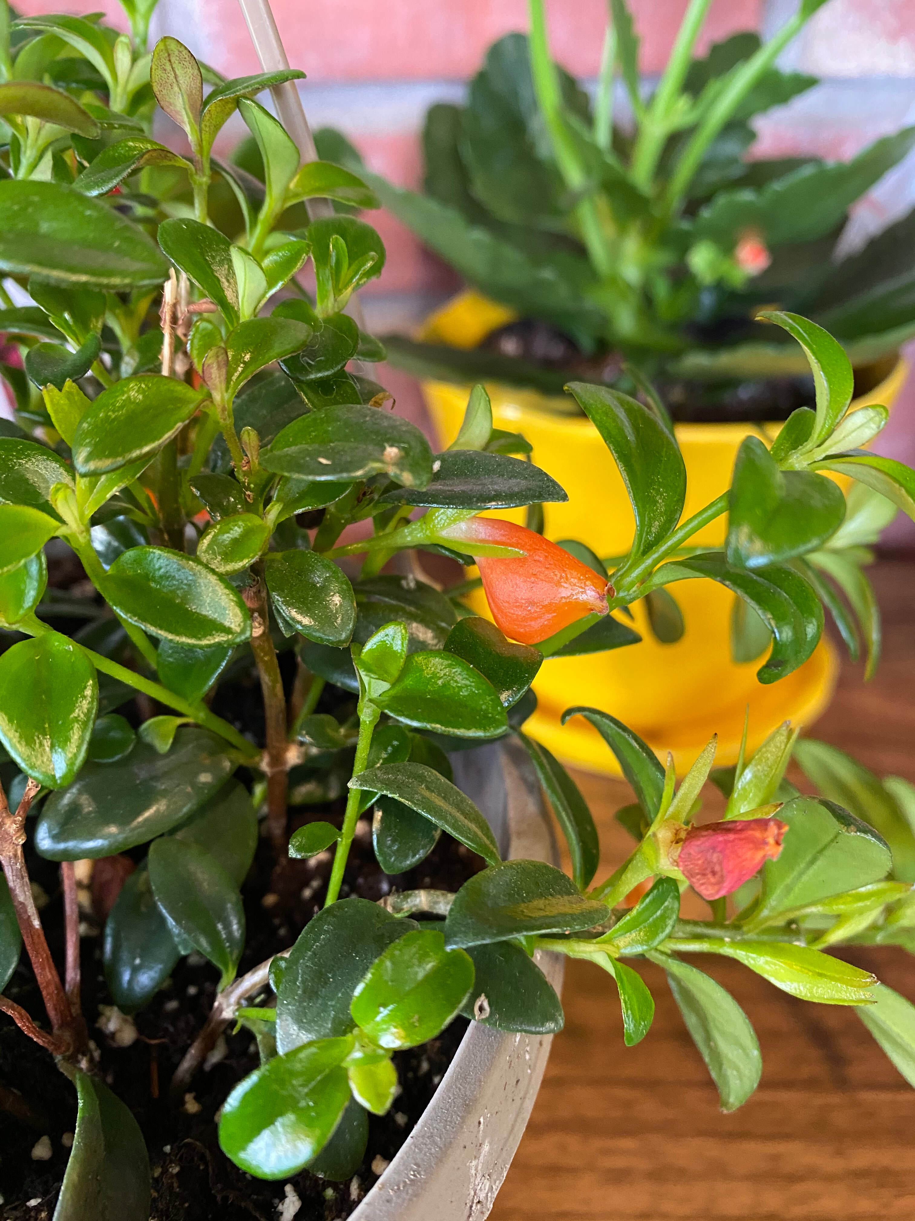 Goldfish Plant - 6" HB