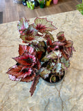Rex Begonia - 4"