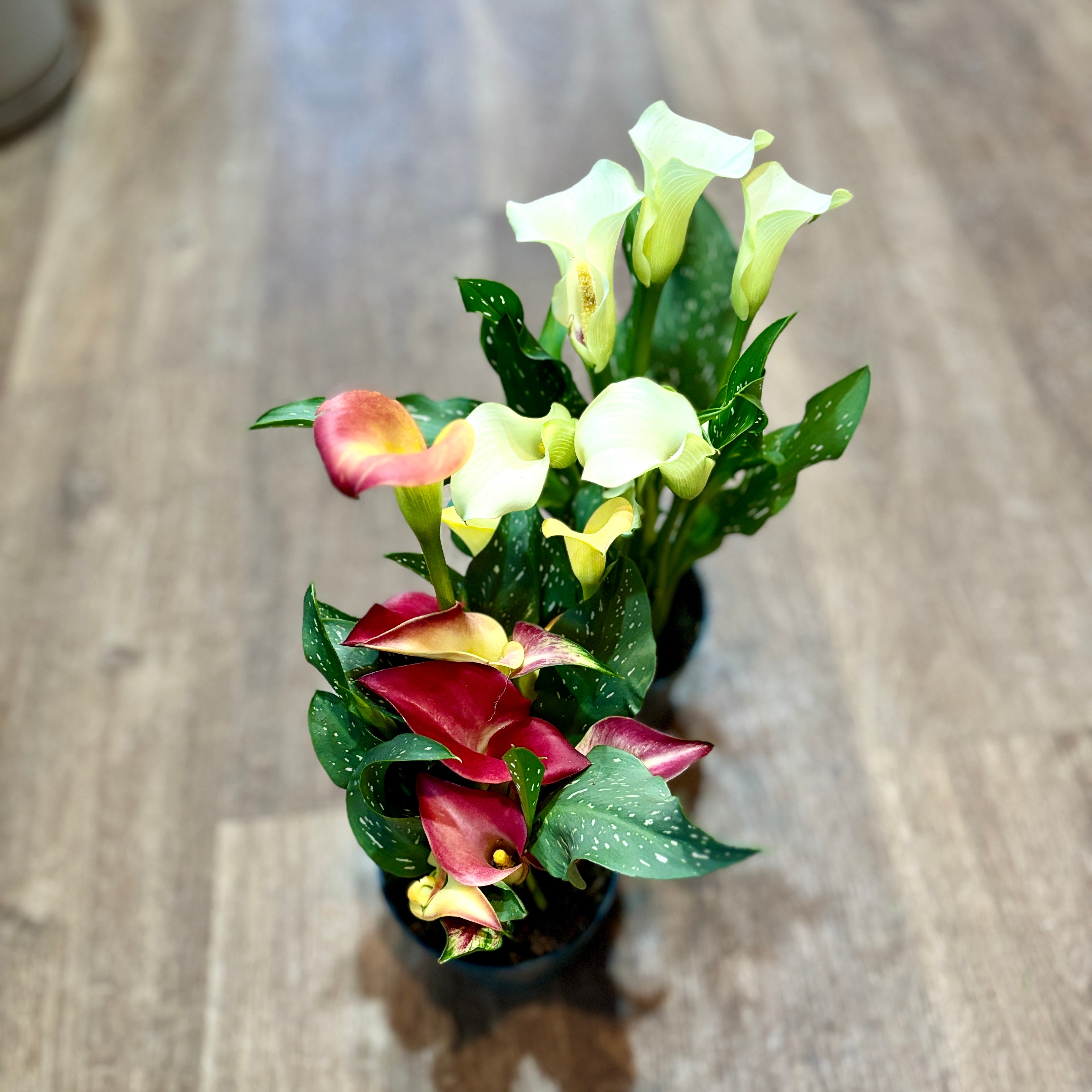 Calla Lily