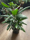 Palm Cycas - Neanthabella 6"