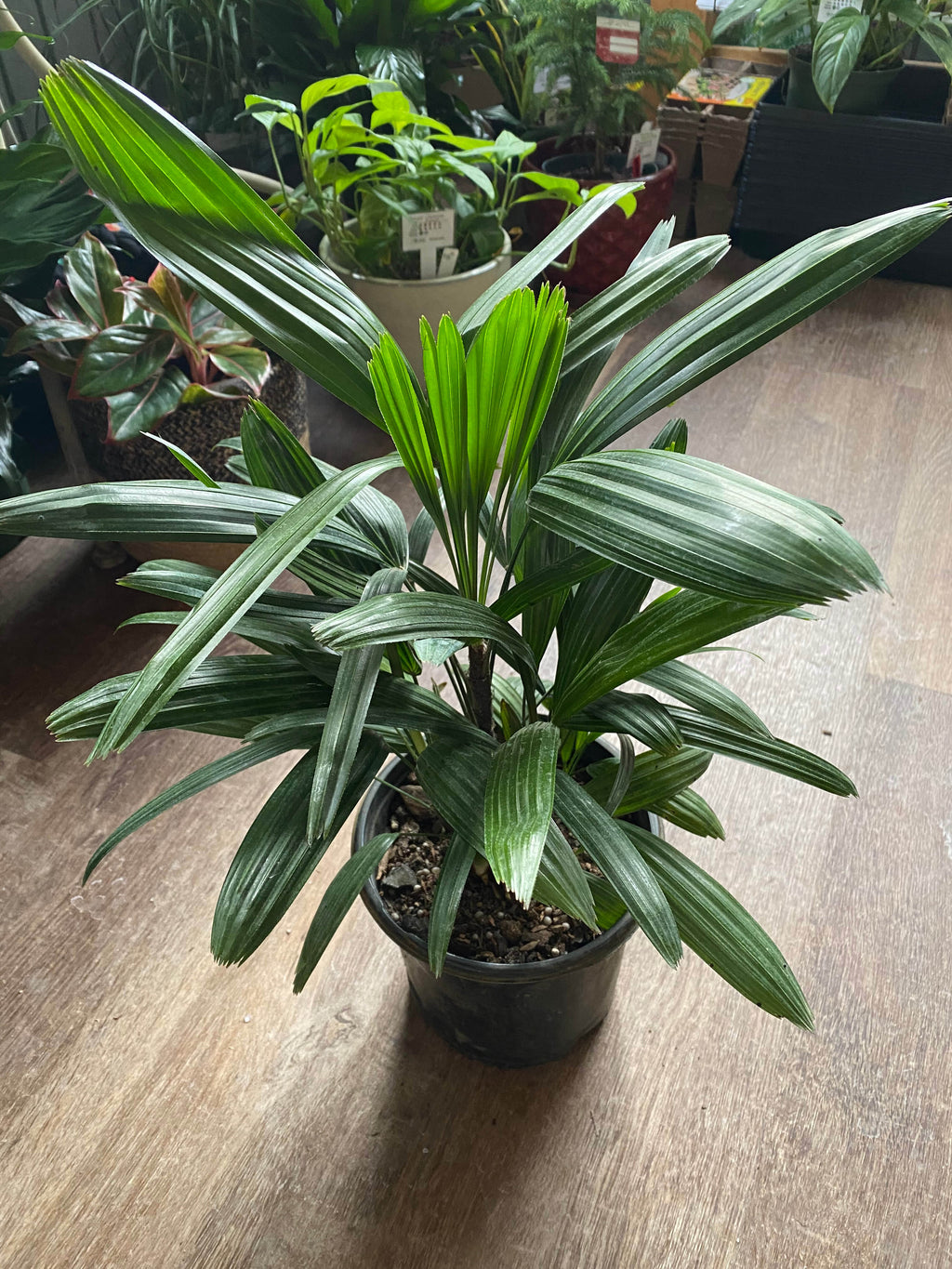 Palm Cycas - Rhaphis 6"