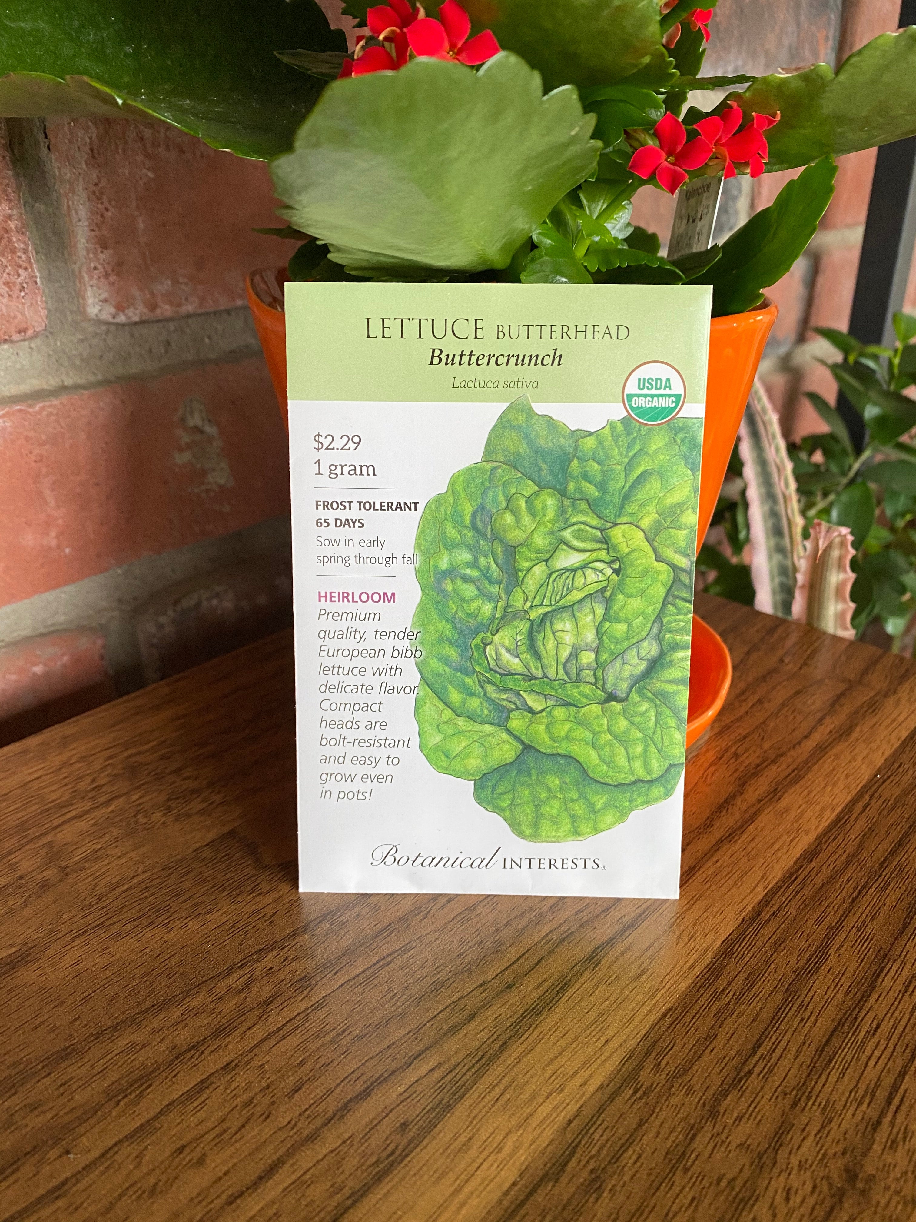 Lettuce Butterhead Buttercrunch Organic
