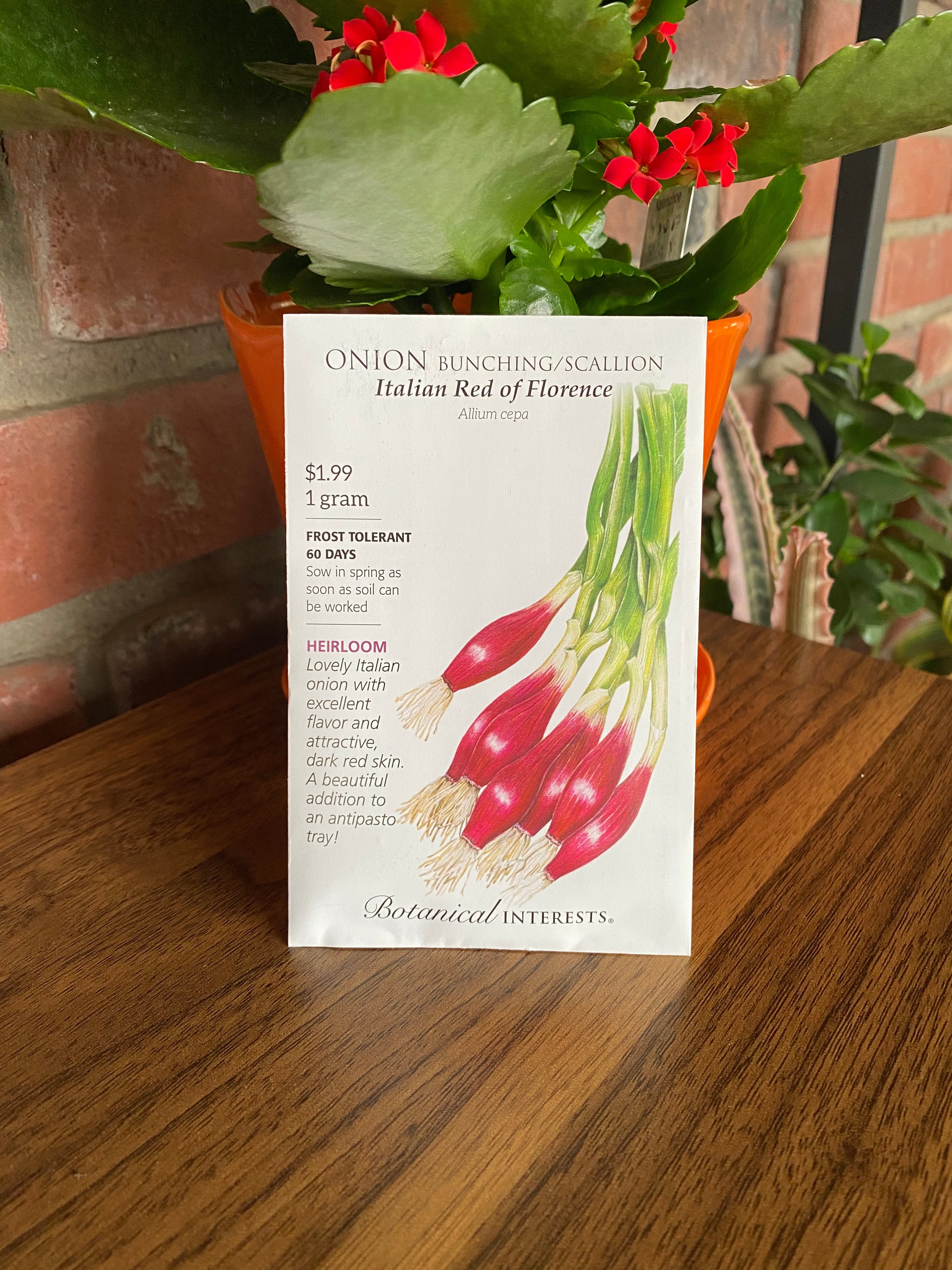 Onion Bunching/Scallion Italian Red Of Florence