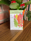 Quinoa Brightest Brilliant Rainbow Organic