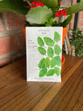 Spinach Anna