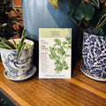 Parsley Flat Leaf Organic